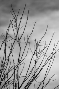 Low angle view of bare tree against sky
