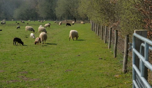 Sheep grazing in a field