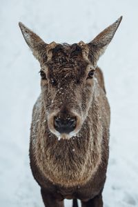 Portrait of a young deer in snow 