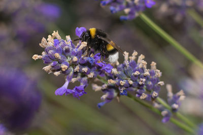 Close-up of bee pollinating on lavender
