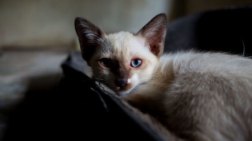 Close-up portrait of cat