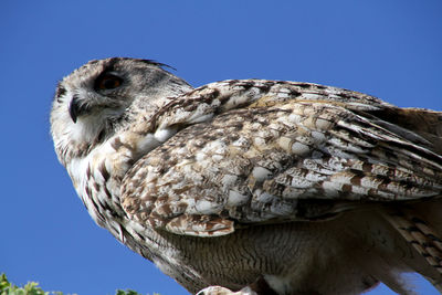 Low angle view of owl against clear blue sky