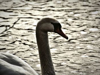 Close-up of swan swimming on lake