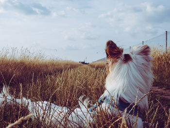 Rear view of dog on field against sky