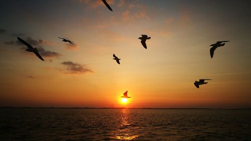 Silhouette birds flying over sea against sky during sunset