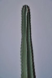 Close-up of succulent plant against sky