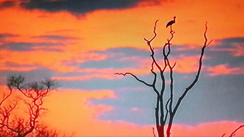 Silhouette tree against sky during sunset