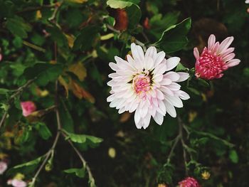 Close-up of flowers blooming outdoors