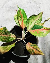 Close-up of leaves