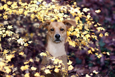 Portrait of a dog on land