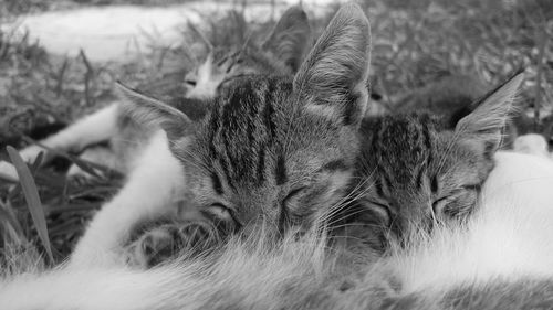 Close-up of kitten relaxing on field