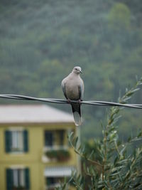 Close-up of heron perching on tree