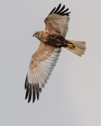 Low angle view of eagle flying against clear sky