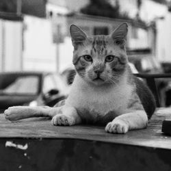 Portrait of cat relaxing outdoors