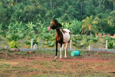 Horse on field