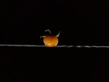 Close-up of orange fruit against black background