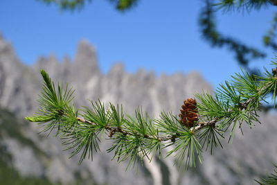 Close-up of pine tree branch