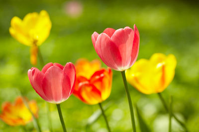 Close-up of tulips growing on field