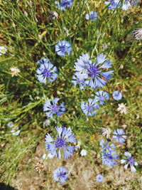 High angle view of purple flowering plants on field