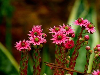 Close-up of pink flowers blooming outdoors