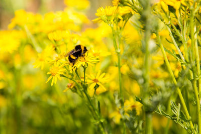 Close-up of bee on yellow flower