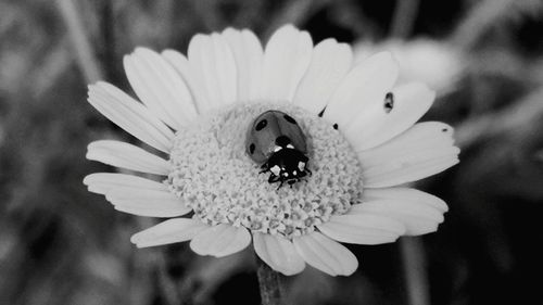 Close-up of insect on flower