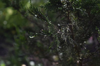 Close-up of wet branch against blurred background