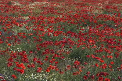 Close-up of red poppy flowers on field