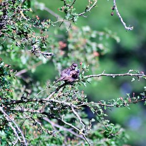 Bird perching on a tree