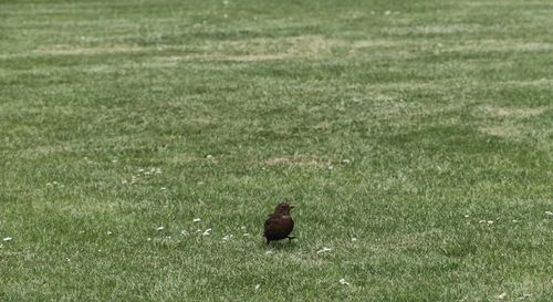 Bird perching on field