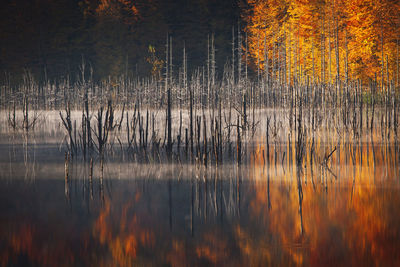 Scenic view of lake in forest during autumn