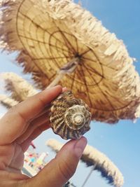 Close-up of person holding shell