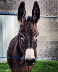 Close-up portrait of horse