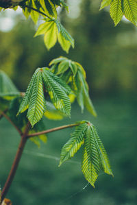 Close-up of plant