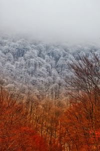 Scenic view of forest against sky during winter