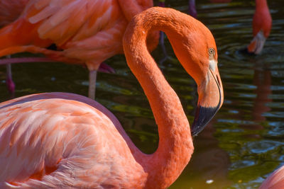 Pretty orange  and white colorful feathery flamingo wading in pond