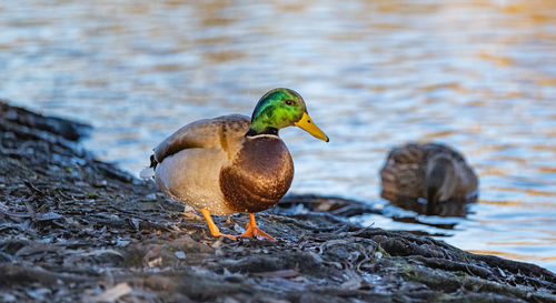 Ducks in pond and sunset