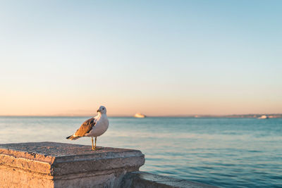 Seagull perching on a sea