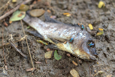 Close-up of dead fish on ground