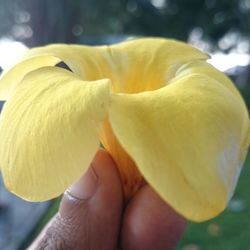 Close-up of white flowers