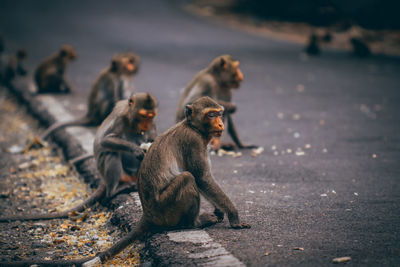 Monkeys sitting outdoors