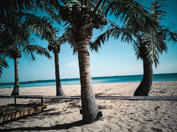 Palm trees on beach against sky