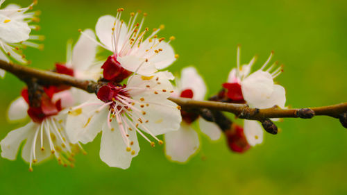 Close-up of cherry blossoms on branch