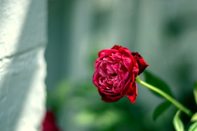 Close-up of red rose