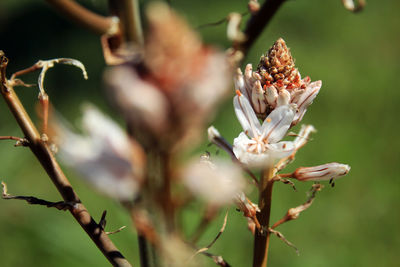 Close-up of white flowering plant