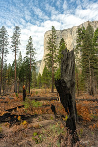 Remains of burnt trees in yosemite valley, with el capitan in the background.