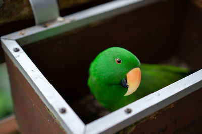 High angle view of parrot perching on wood