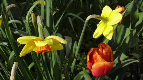 Close-up of yellow flowers blooming outdoors