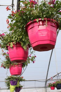 Close-up of potted plant