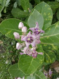 Close-up of flowers